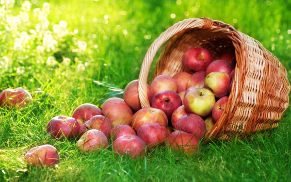 HD PC desktop wallpaper showing a wicker basket tipped over on green grass, spilling fresh red and yellow apples in bright sunlight.