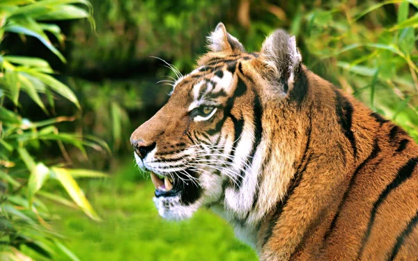 A vibrant HD desktop wallpaper featuring a majestic tiger, showcasing its striking features amidst lush greenery, embodying the beauty of wildlife.