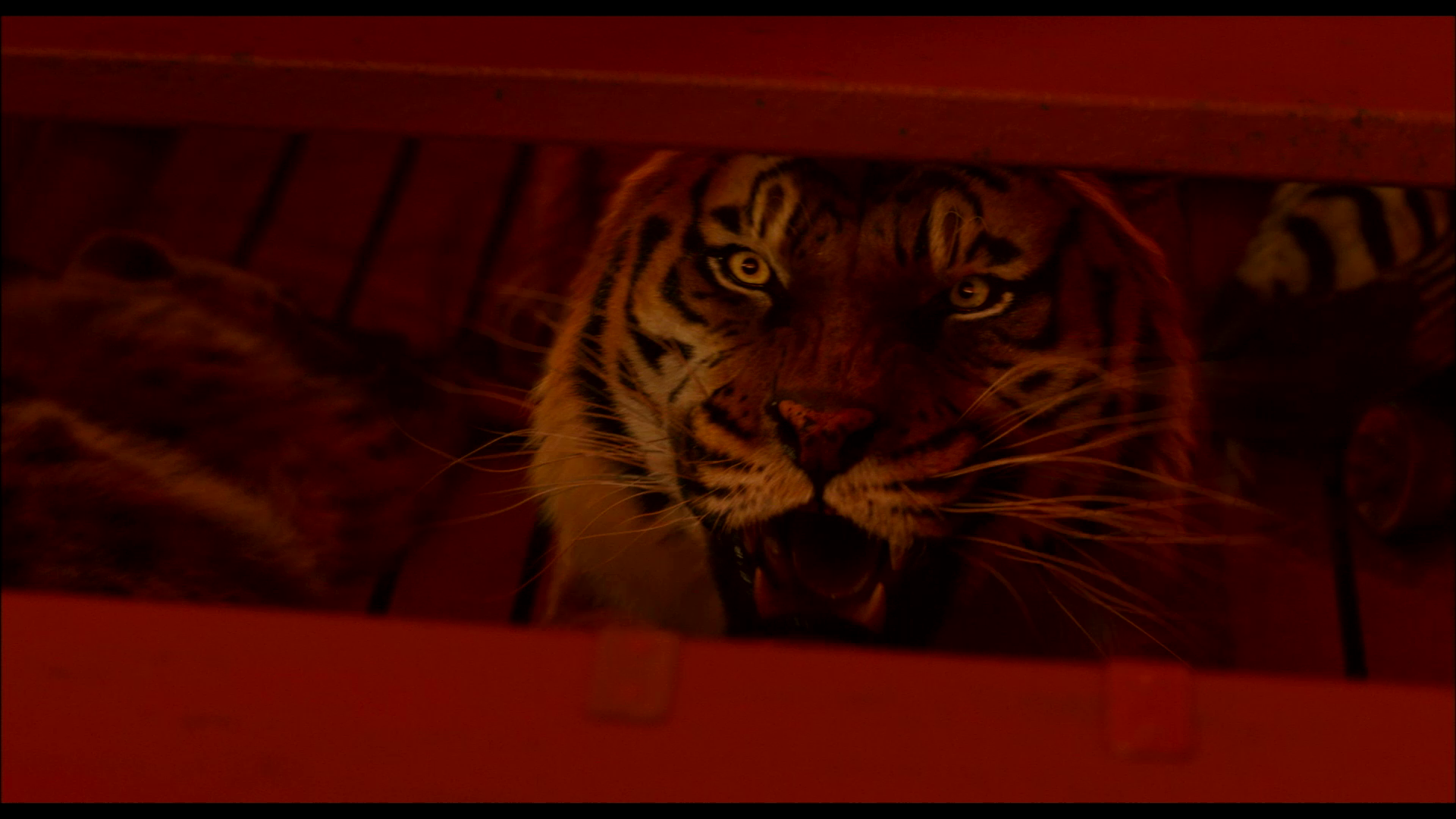 life of pi tiger wallpaper