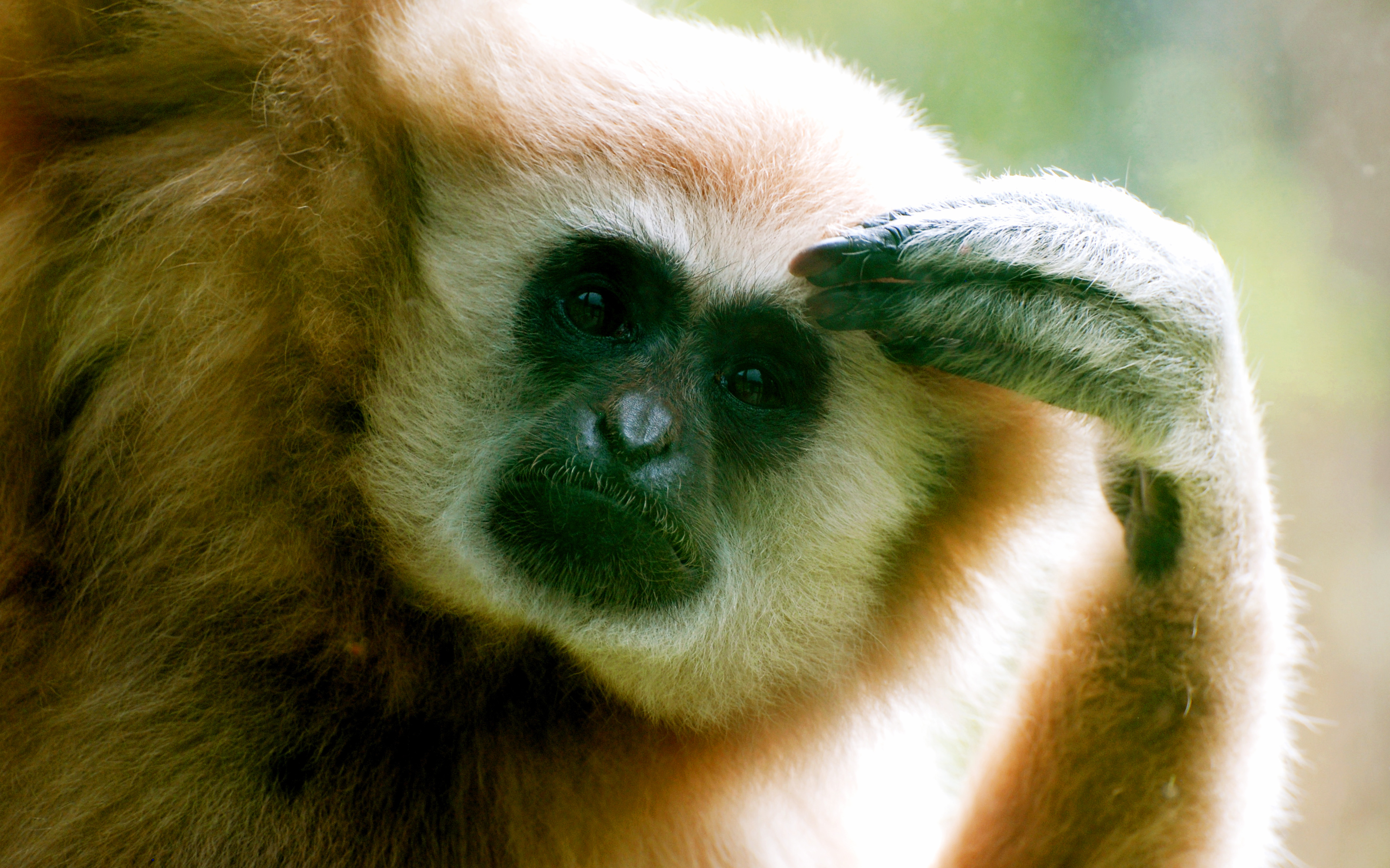 Download Animal Monkey HD Wallpaper