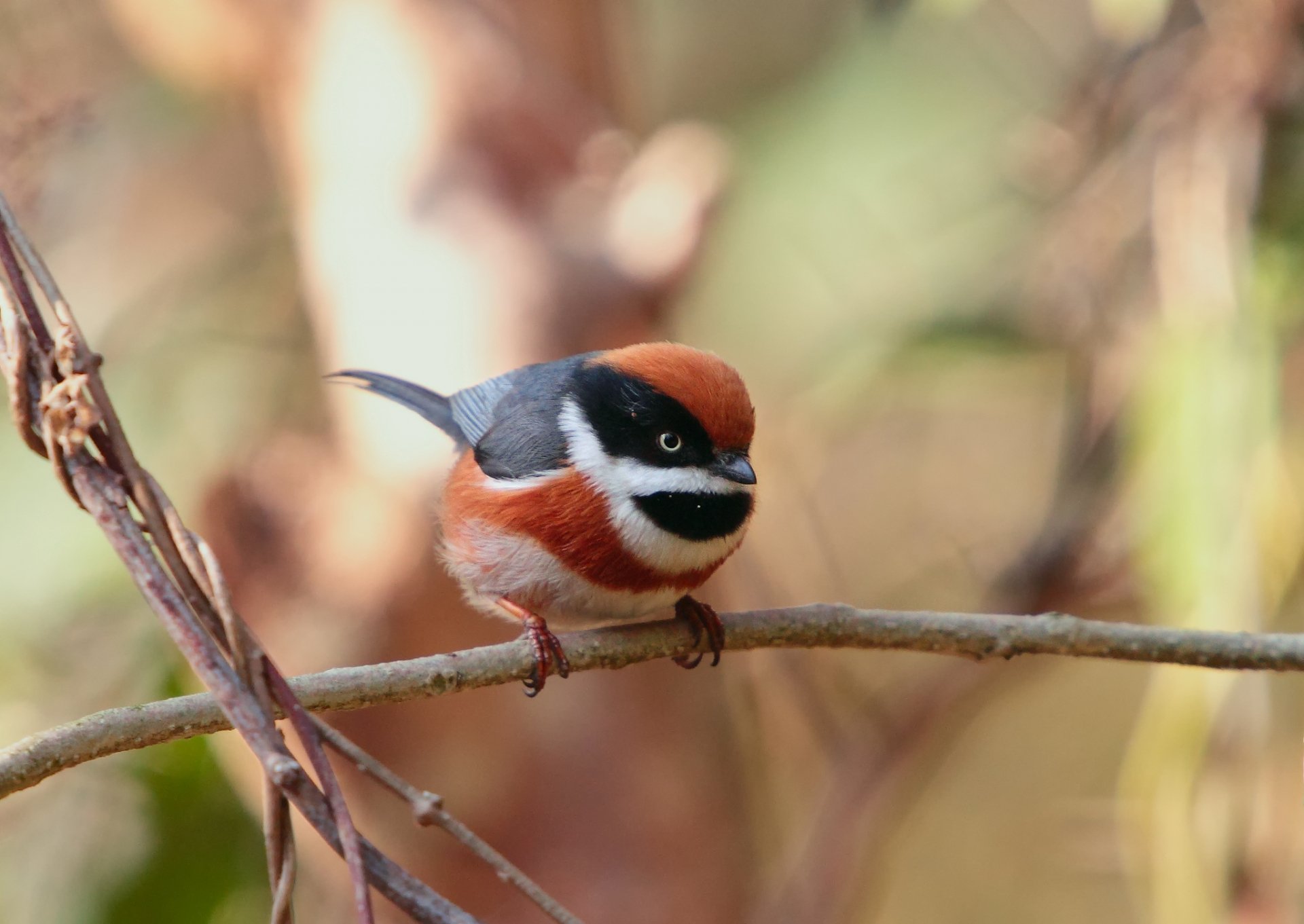 A black-throated tit sitting on a branch, showcasing its vibrant colors and distinct features. This HD image serves as a stunning PC desktop wallpaper and background.