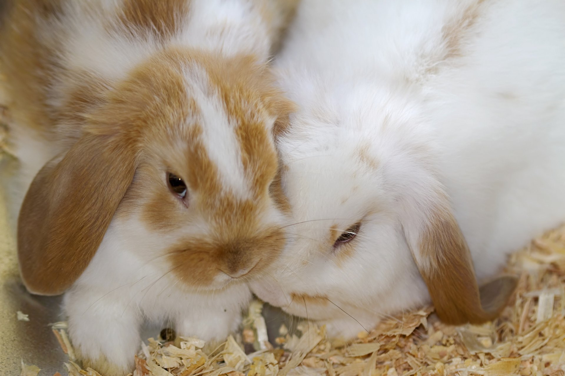 HD Rabbit Friends: Adorable Animal Moments in Stunning Detail ...