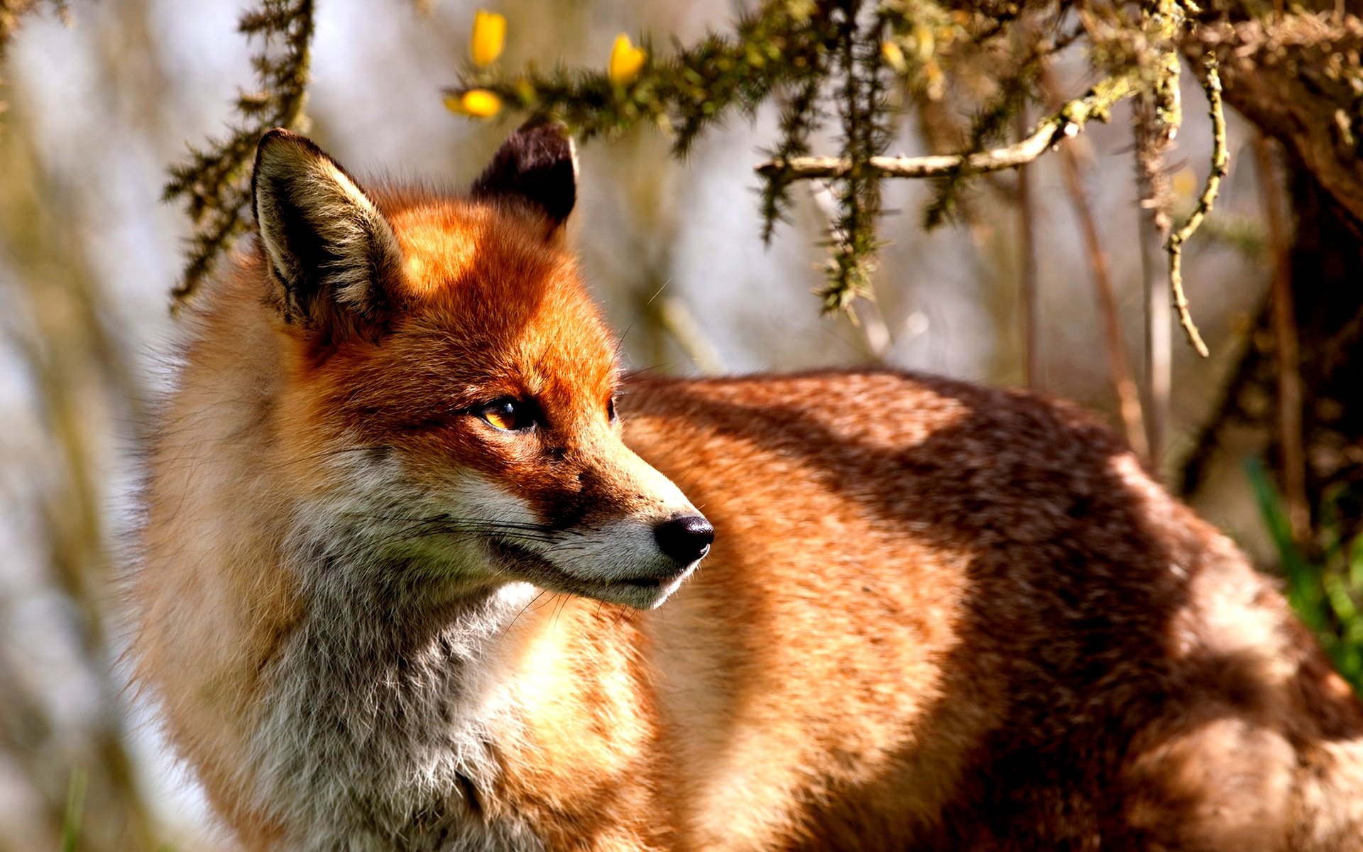 HD PC desktop wallpaper of a red fox standing in a sunlit forest, surrounded by branches and soft natural light.