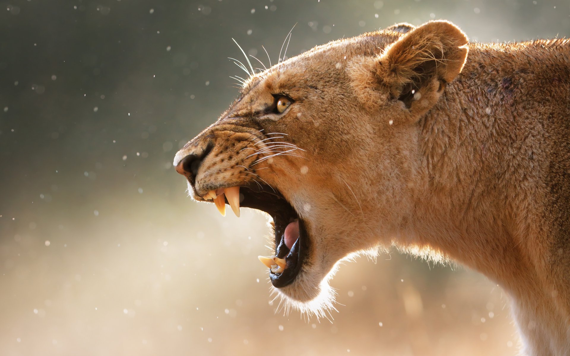 A stunning HD desktop wallpaper of a lion roaring, showcasing its fierce expression against a soft, blurred background filled with sparkling particles.
