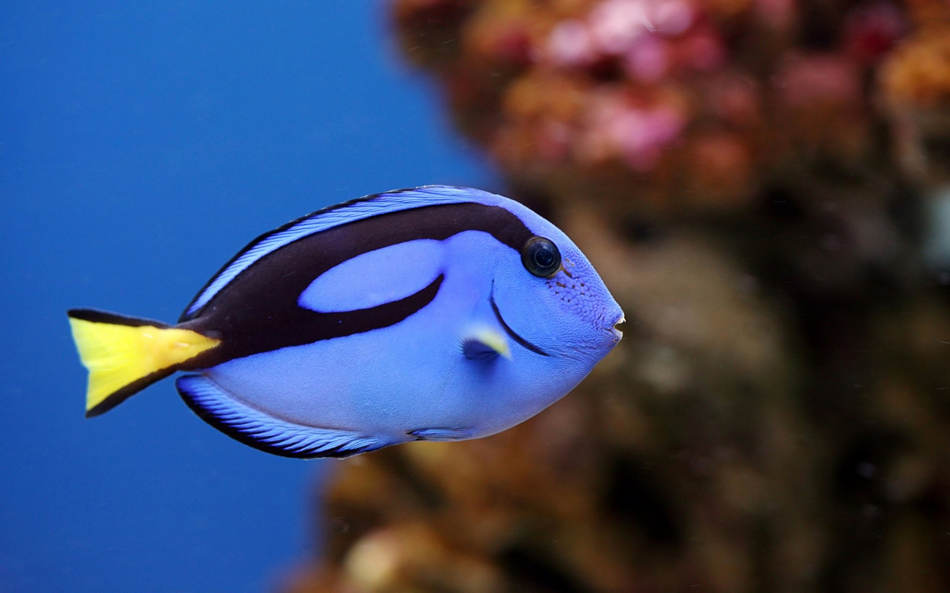 Poisson Fond d