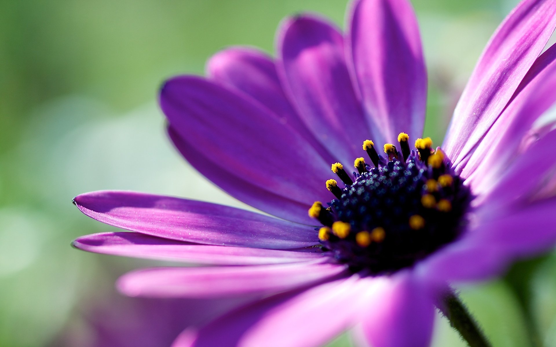 Download Flower Nature Daisy HD Wallpaper