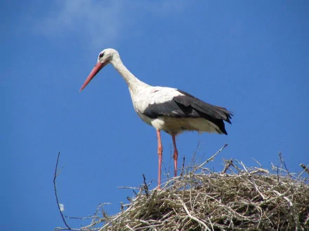 White stork standing on a nest against a clear blue sky, captured in high definition for a PC desktop wallpaper background.