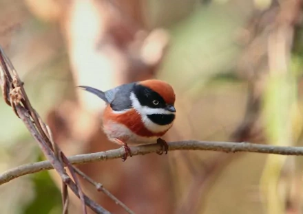 A black-throated tit sitting on a branch, showcasing its vibrant colors and distinct features. This HD image serves as a stunning PC desktop wallpaper and background.