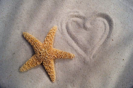 Animal starfish HD Desktop Wallpaper | Background Image
