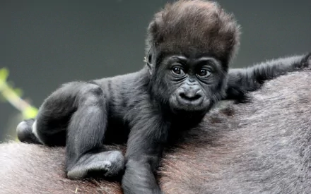 A playful baby gorilla rests on the back of an adult, showcasing its adorable features and fluffy hair, capturing the essence of wildlife in this HD desktop wallpaper.