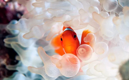 Animal clownfish HD Desktop Wallpaper | Background Image