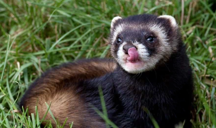 Animal ferret HD Desktop Wallpaper | Background Image