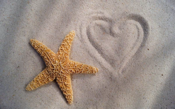 Animal starfish HD Desktop Wallpaper | Background Image