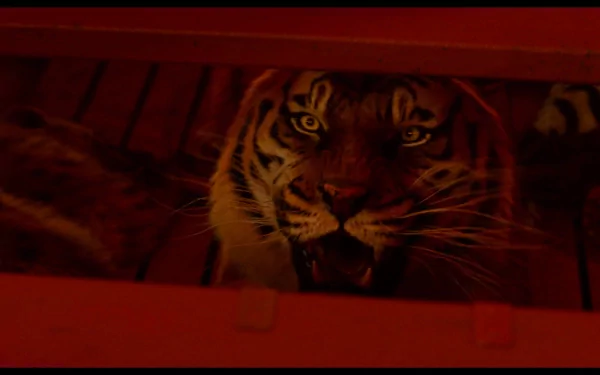 HD desktop wallpaper featuring a close-up of a fierce tiger from the movie Life of Pi, capturing intense eyes and detailed fur in a dramatic red-lit scene.