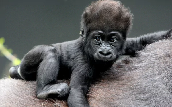 A playful baby gorilla rests on the back of an adult, showcasing its adorable features and fluffy hair, capturing the essence of wildlife in this HD desktop wallpaper.