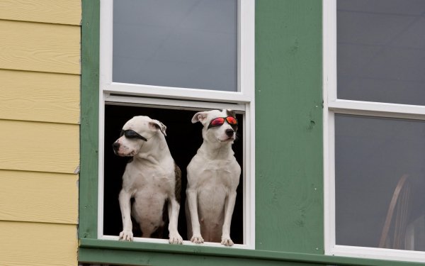 Animal Dog Dogs Alaska Sunglasses Window Cute Funny Humor Photography HD Wallpaper | Background Image