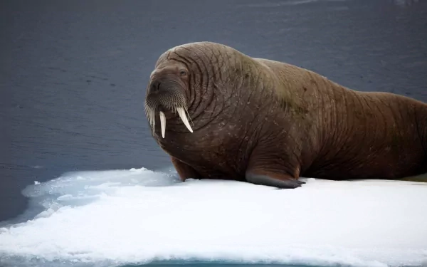 HD PC desktop wallpaper featuring a walrus resting on an ice floe against a dark, calm Arctic water background.