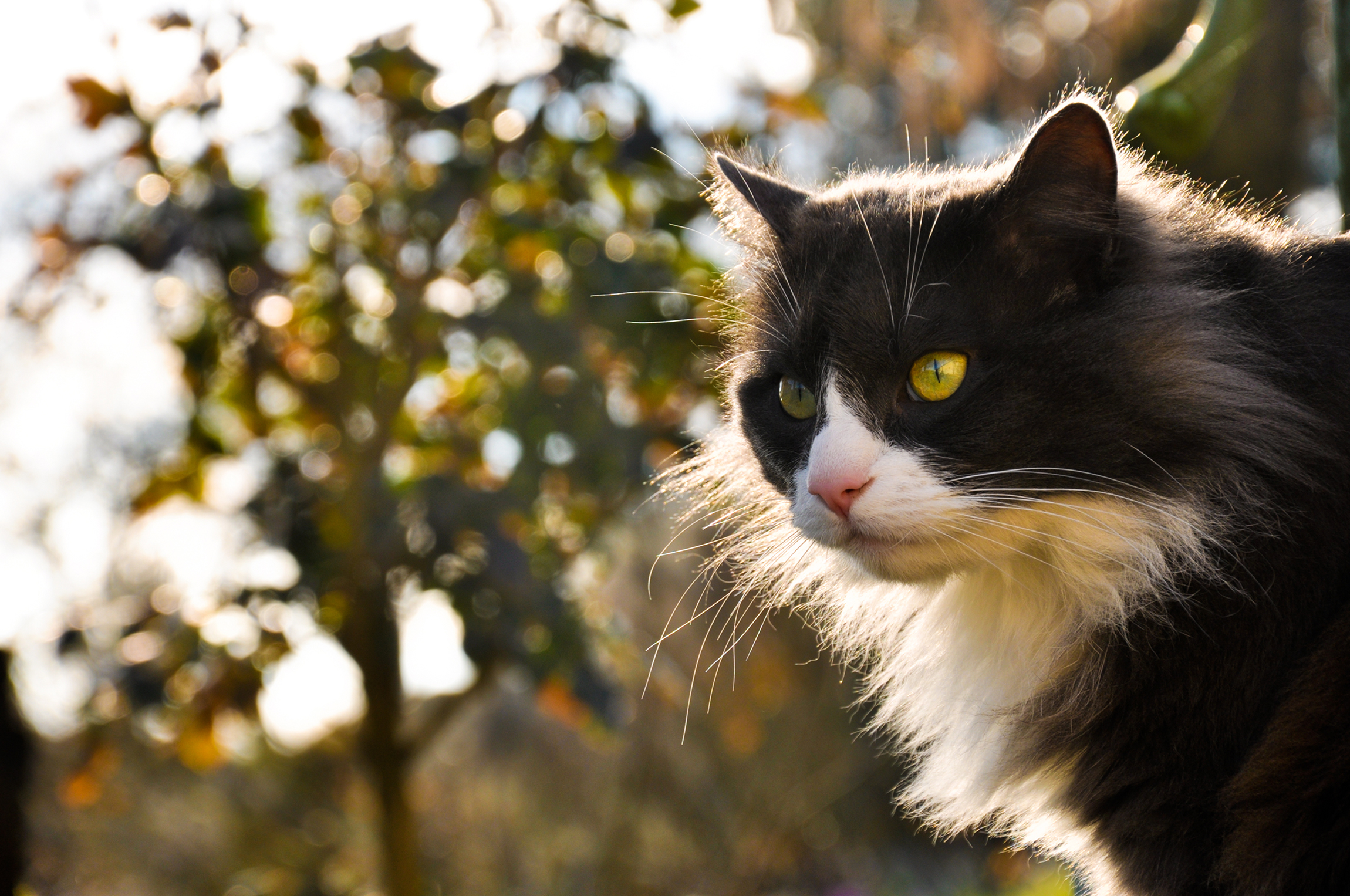 Chat Fond d'écran HD | Arrière-Plan | 2300x1527 | ID:349636 - Wallpaper ...