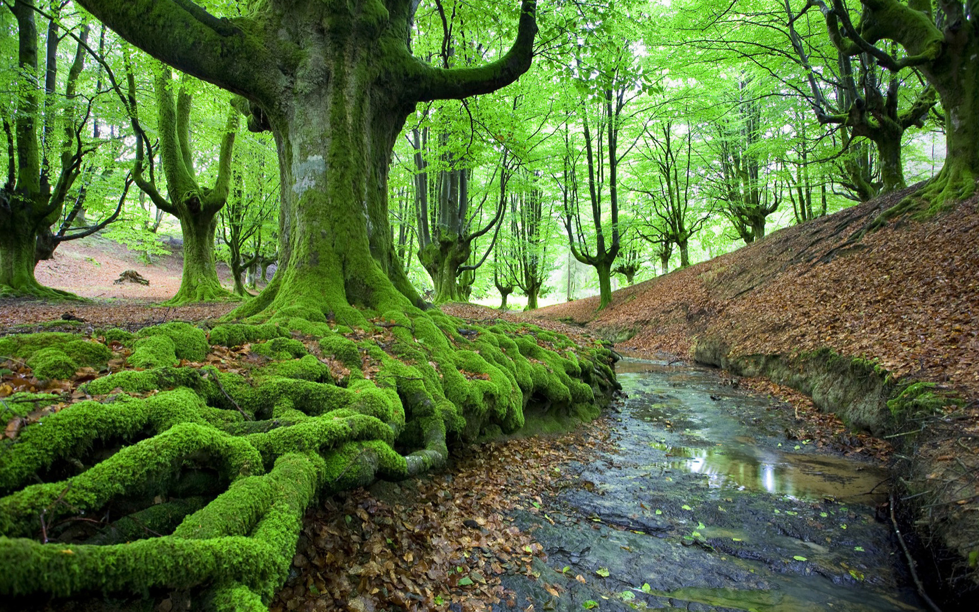 Serene Mossy Forest: HD Wallpaper of Nature's Beauty