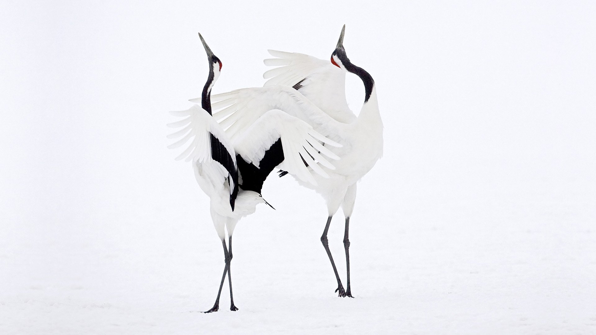 HD PC desktop wallpaper of two white red-crowned cranes (crane bird) with red crowns and black markings standing together on a snowy white background.