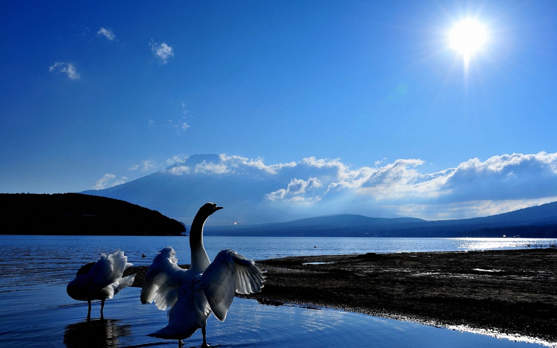 HD desktop wallpaper of swans gracefully standing in calm waters under a bright sun and clear blue sky, with distant hills on the horizon.
