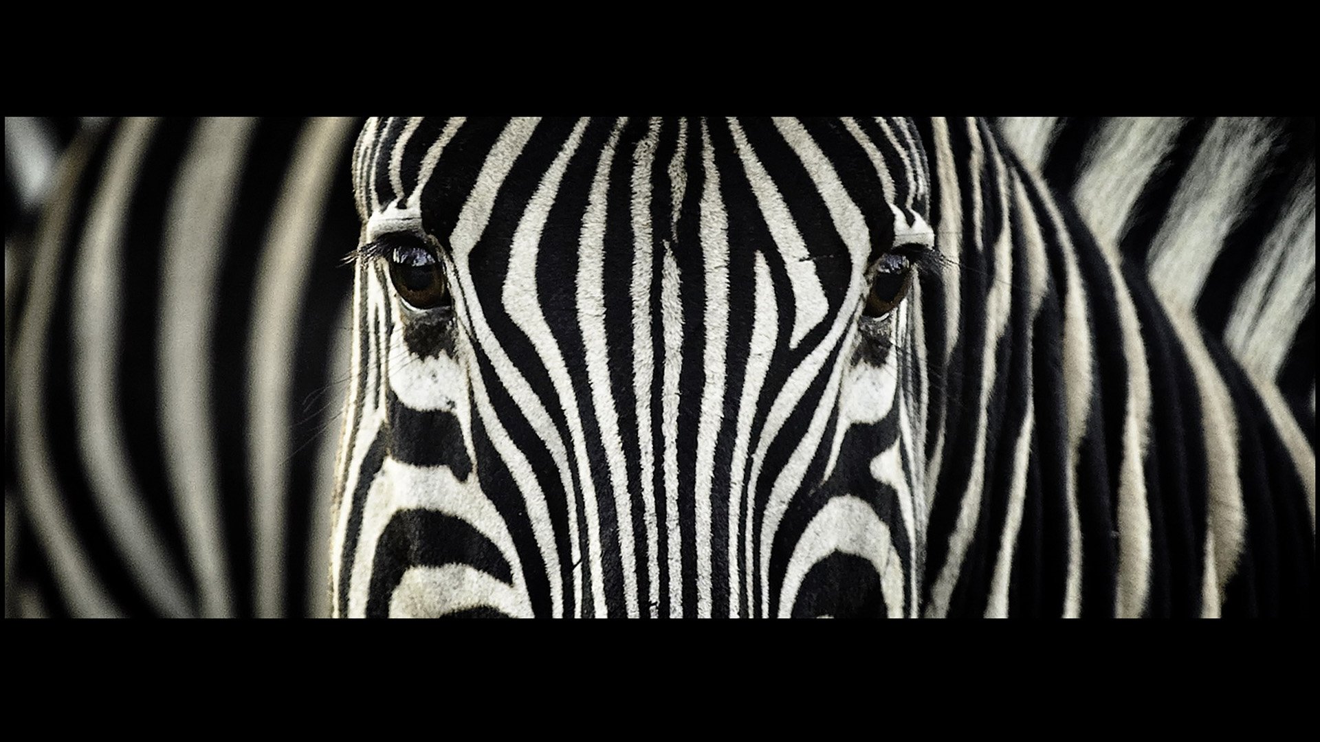 Animal Zebra HD Wallpaper