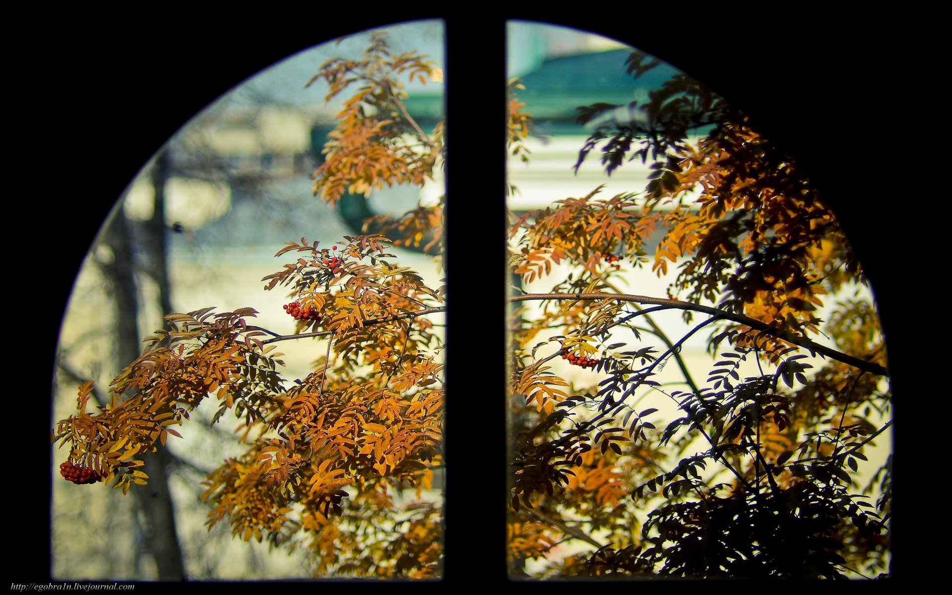 HD PC desktop wallpaper showing autumn leaves through a round, man-made window with a central vertical divider.