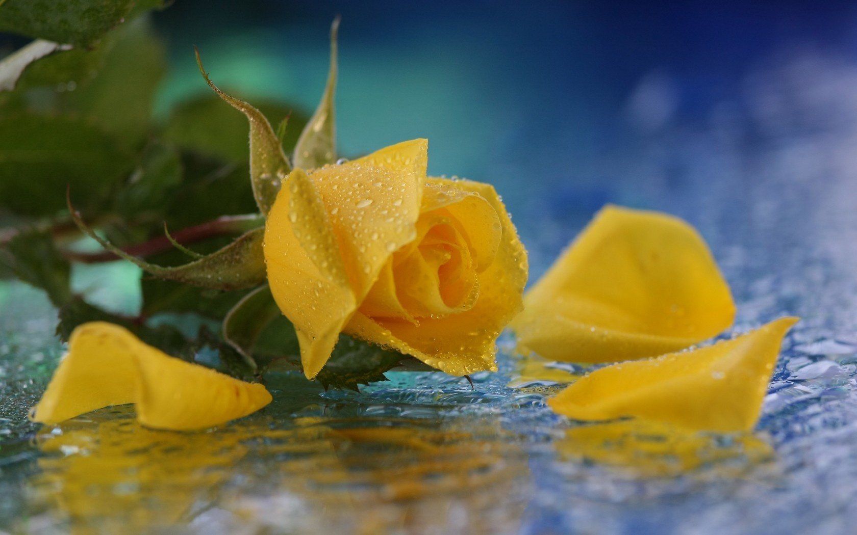 HD nature desktop wallpaper featuring a close-up of a yellow rose with water droplets and scattered petals on a reflective surface.