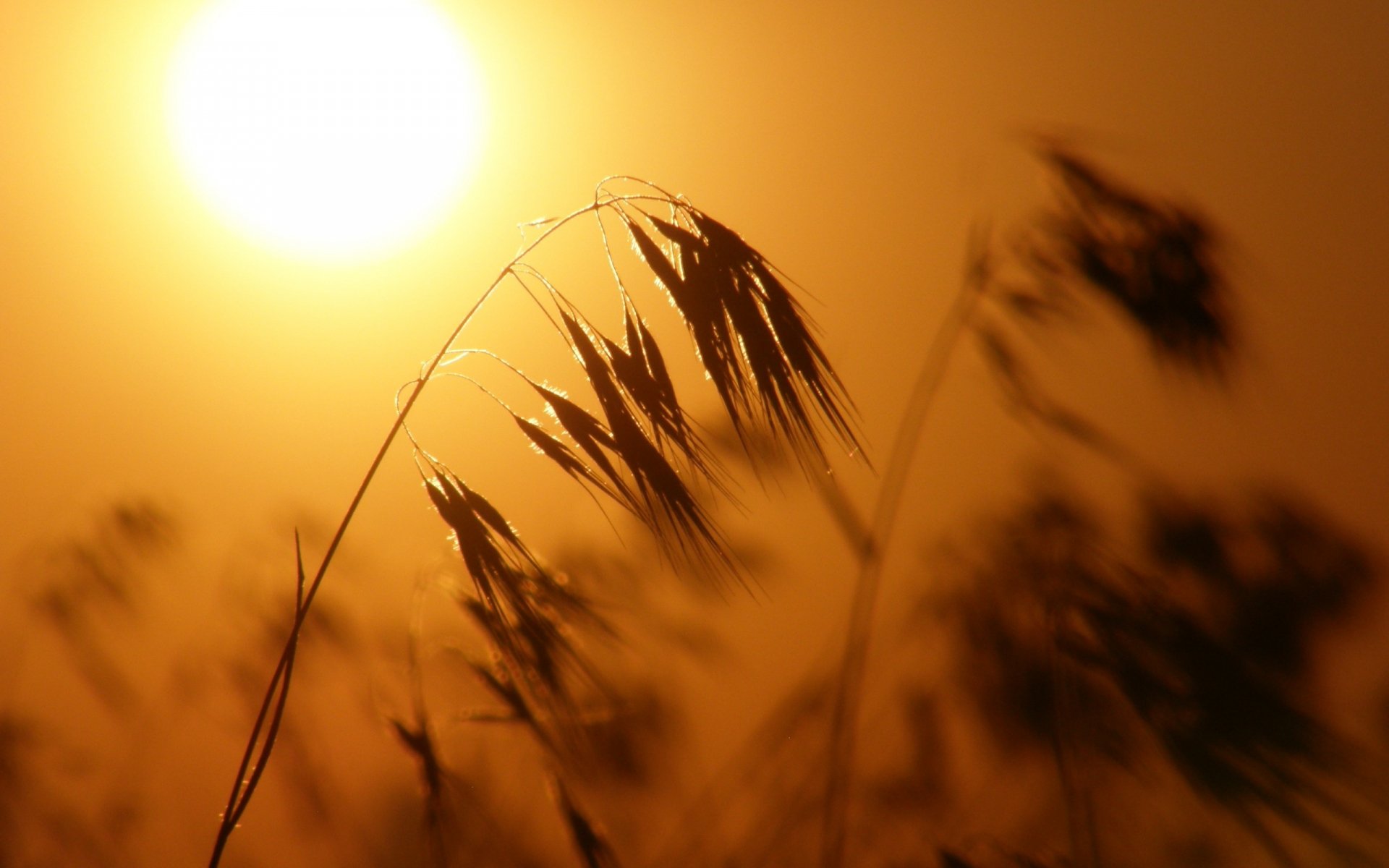 Download Nature Grass HD Wallpaper
