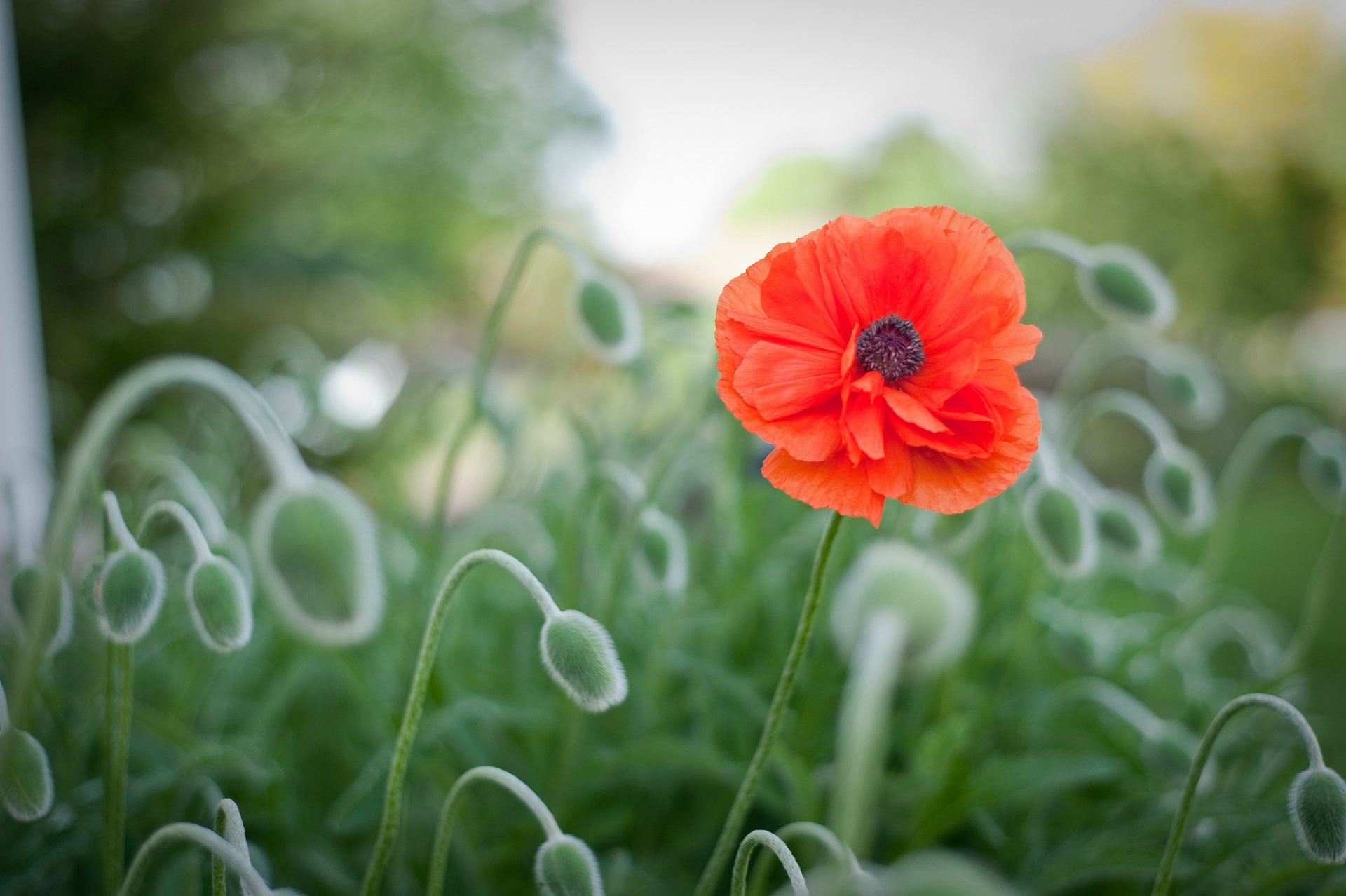 Solitary Red Poppy — HD Nature Wallpaper | 2048x1363 | Wallpaper Abyss