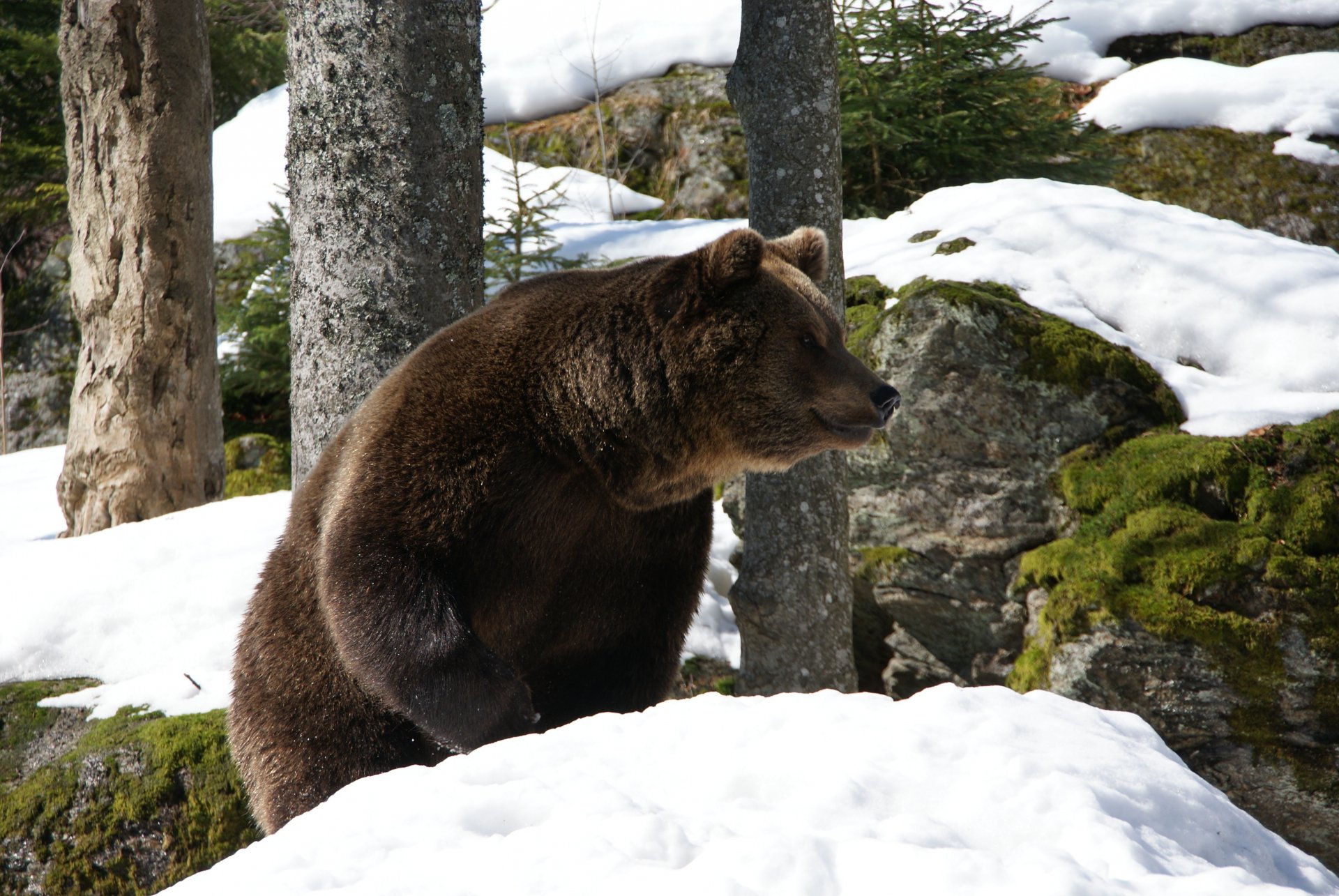A 4K Ultra HD image of a brown bear standing in a snowy forest, surrounded by trees and moss-covered rocks, captured in natural daylight.