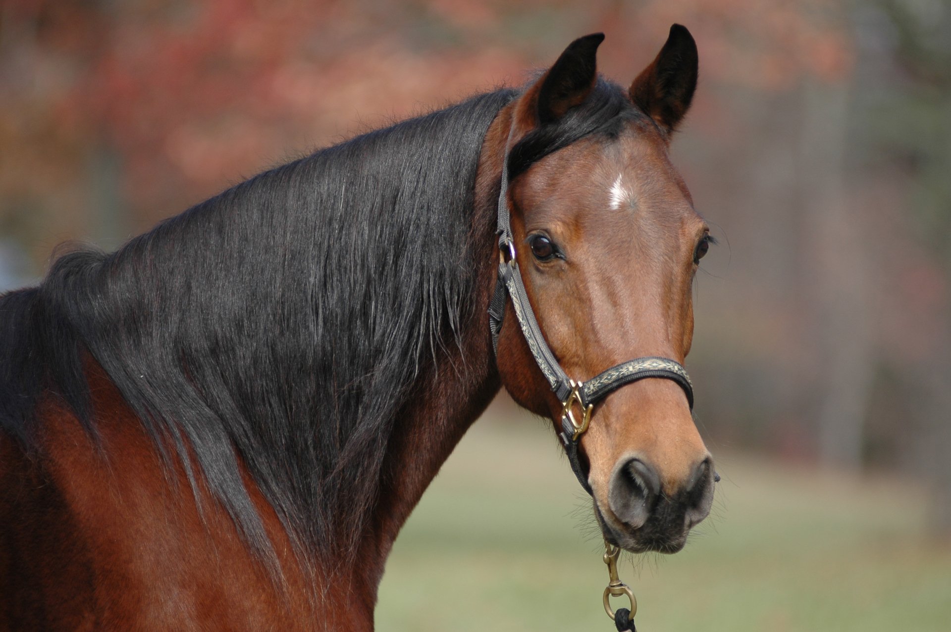 HD wallpaper featuring a close-up of a brown horse with a black mane, wearing a halter, set against a soft, blurred natural background.