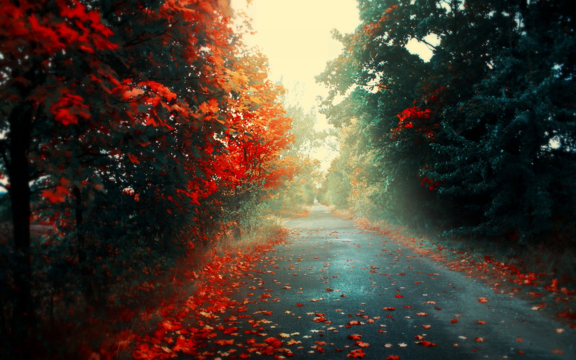 HD wallpaper of a man-made road winding through a forest in fall, with vibrant red and orange leaves scattered on the ground and trees, creating a picturesque autumn scene.