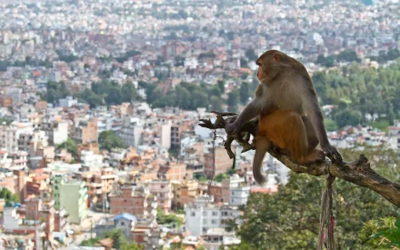 HD PC desktop wallpaper of a monkey sitting on a tree branch overlooking a sprawling cityscape in the background.