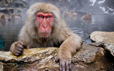 Animal Japanese macaque snow monkey HD Desktop Wallpaper | Background Image