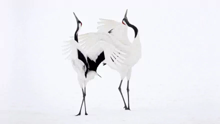 white Animal Red-crowned Crane Crane (bird) HD Desktop Wallpaper | Background Image