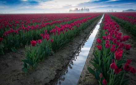 HD desktop wallpaper showcasing a vast field of vibrant red tulips under a cloudy sky with a narrow water channel running through the center, capturing serene nature.