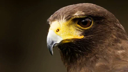 Close-up HD desktop wallpaper of a hawk’s head with sharp eyes and detailed brown feathers against a dark background.