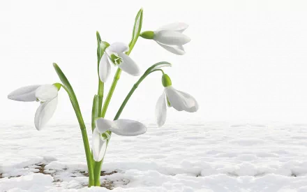 HD PC desktop wallpaper of delicate white snowdrop flowers emerging from a snowy ground, showcasing the beauty of nature in early spring.