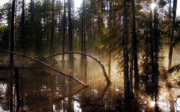 nature swamp HD Desktop Wallpaper | Background Image