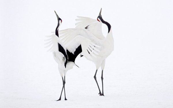 Animal Red-crowned Crane Birds Cranes White Crane HD Wallpaper | Background Image