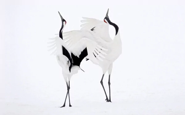HD PC desktop wallpaper of two white red-crowned cranes (crane bird) with red crowns and black markings standing together on a snowy white background.