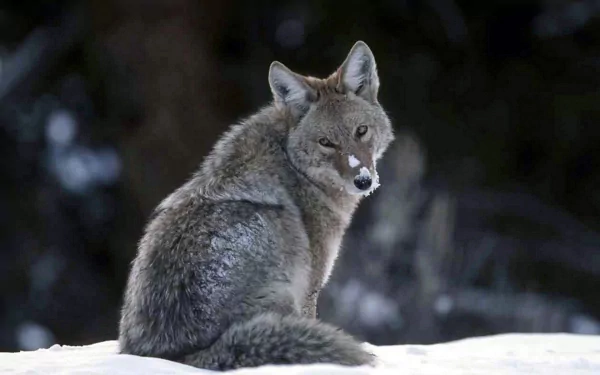 Animal coyote HD Desktop Wallpaper | Background Image