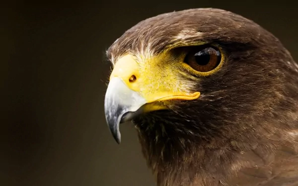 Close-up HD desktop wallpaper of a hawk’s head with sharp eyes and detailed brown feathers against a dark background.