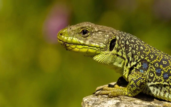 Close-up HD desktop wallpaper of a green and black lizard perched on a rock with a blurred natural background.