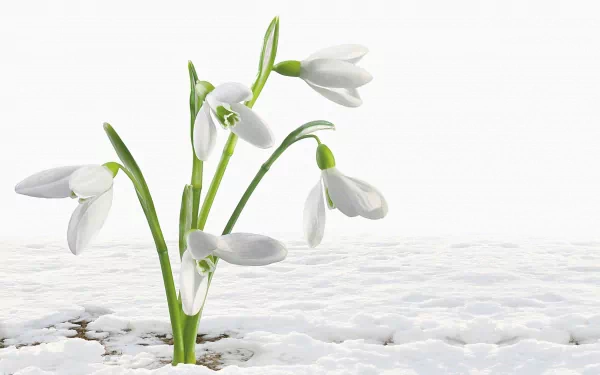 HD PC desktop wallpaper of delicate white snowdrop flowers emerging from a snowy ground, showcasing the beauty of nature in early spring.