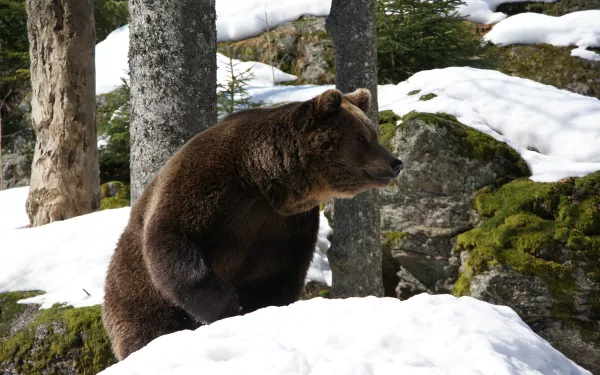 Animal bear HD Desktop Wallpaper | Background Image