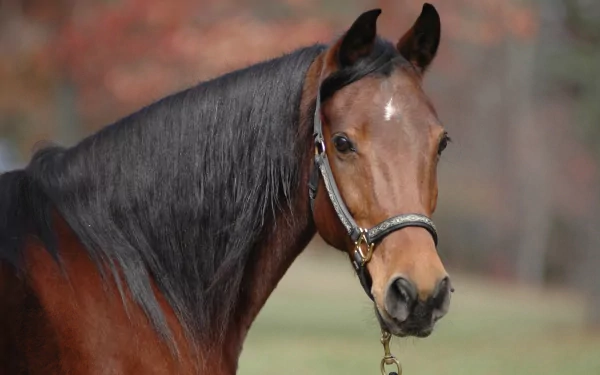 HD wallpaper featuring a close-up of a brown horse with a black mane, wearing a halter, set against a soft, blurred natural background.