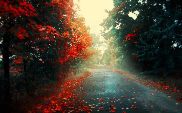 HD wallpaper of a man-made road winding through a forest in fall, with vibrant red and orange leaves scattered on the ground and trees, creating a picturesque autumn scene.