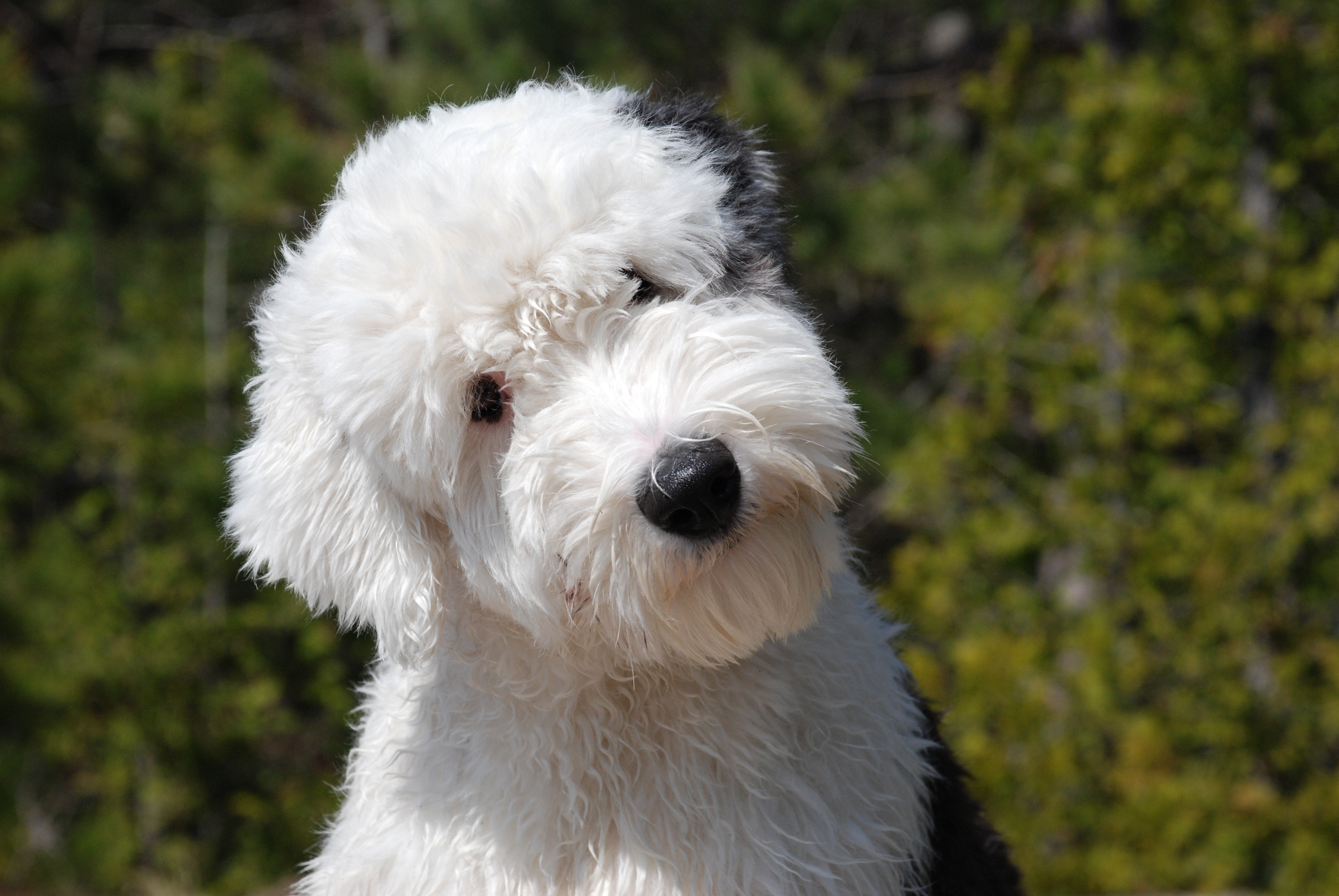 Download wallpapers Old English Sheepdog, close-up, shaggy dog, Tilt-Shift,  pets, dogs, Old English Sheepdog Dog for desktop free. Pictures for desktop  free